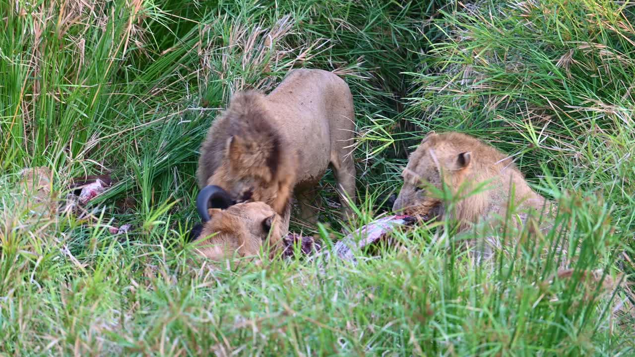 vier leeuwen verslinden een verse afrikaanse buffel in het kruger national park, zuid-afrika