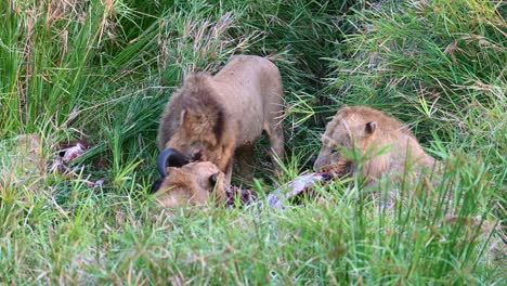 four lions devour a fresh african buffalo kill in kruger national park, south africa