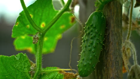 prickly cucumber growing on the vine against a wood slab