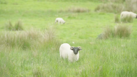 single lamb stares ahead standing in long grass while others are around