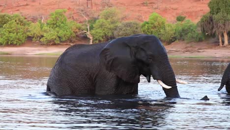 two enormous elephants walk out of the chobe river in botswana, africa