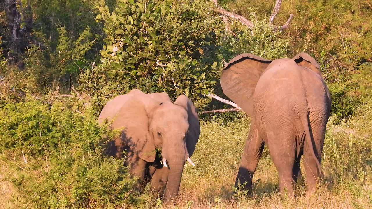 크루거 국립 공원 의 울창 한 초록색 가운데 사냥 하는 코끼리 들