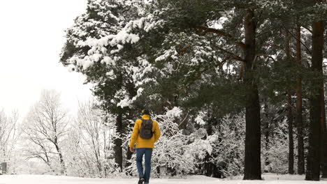 person walking in the forest