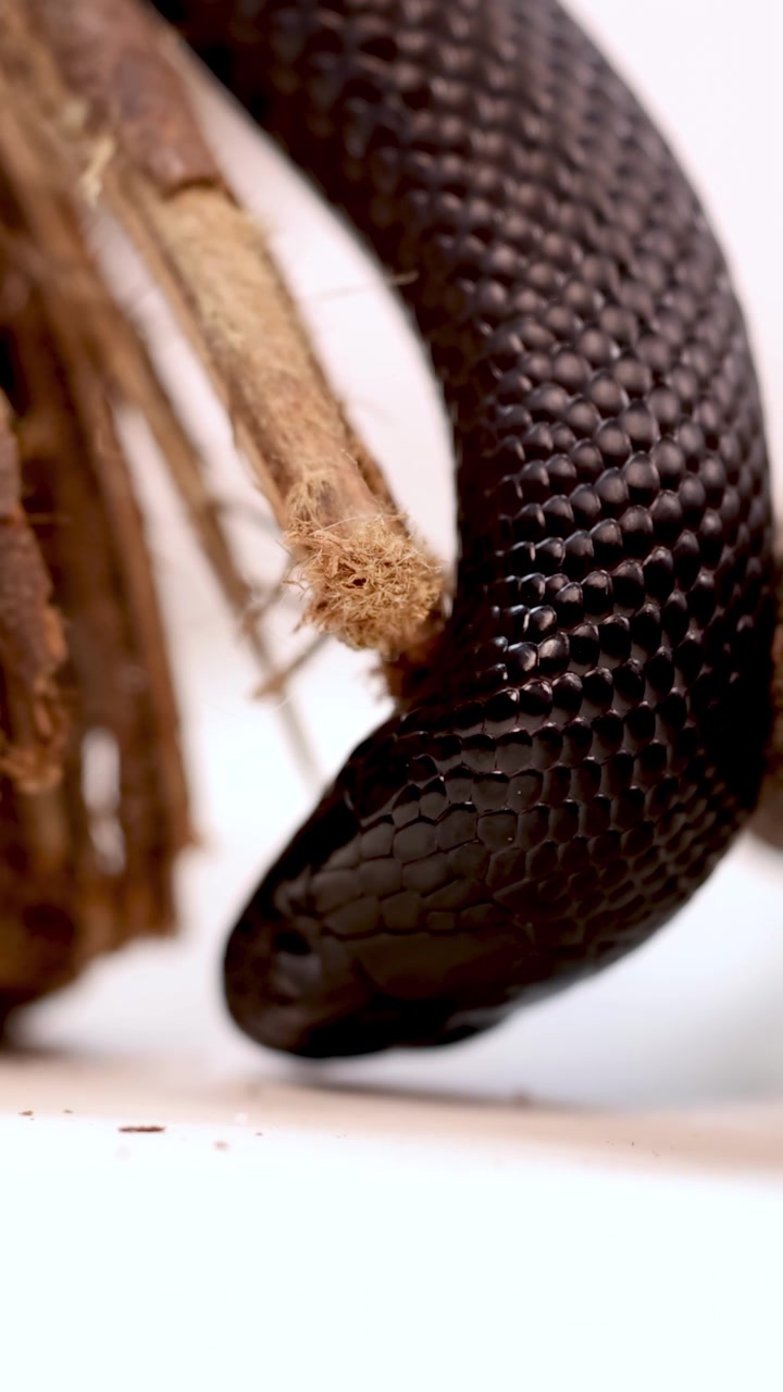 Un serpente reale nero messicano si muove in un ambiente naturale, mettendo in risalto le sue squame lucide e il suo movimento fluido sotto una luce brillante