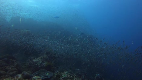 Fische-überall-Auf-Richelieu-Rock