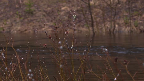 pussy willow catkins swaying in a flooding river early in the springtime