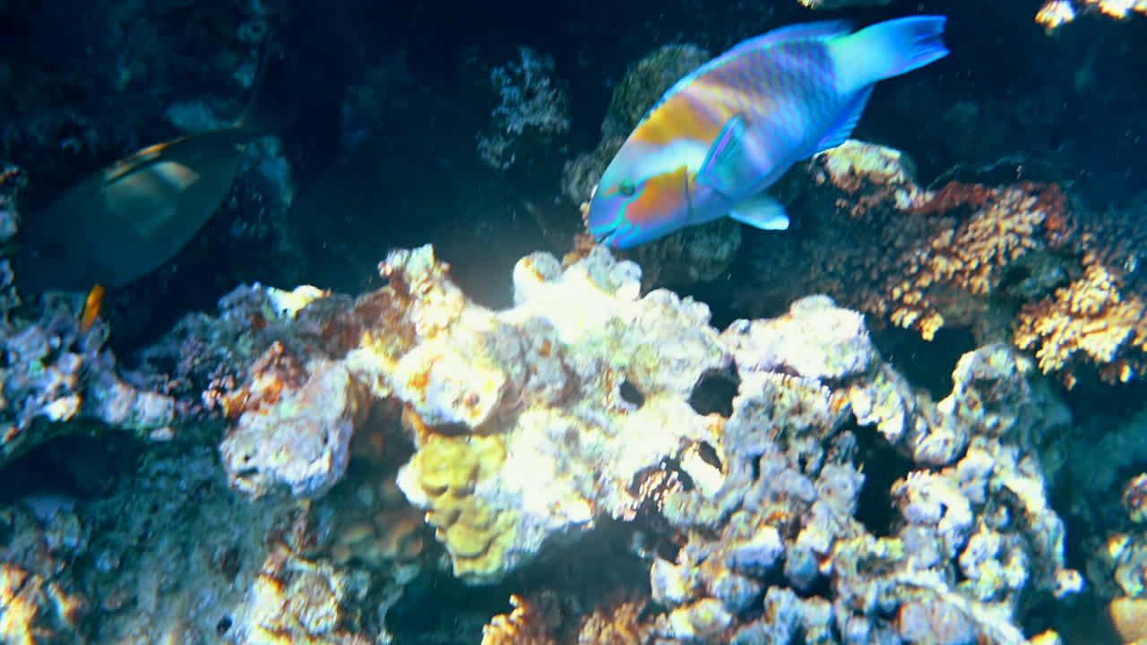 Close up of a Rusty parrotfish swimming near a coral reef