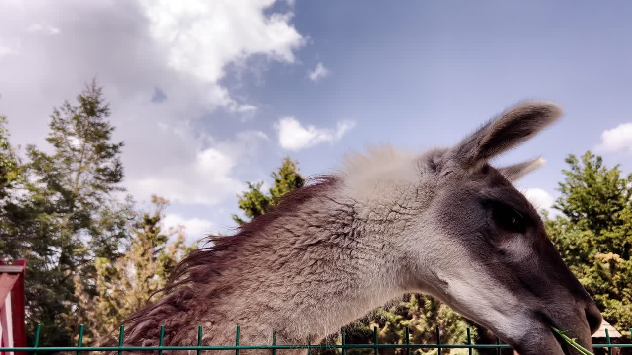 Feeding llamas at a wildlife conservation center
