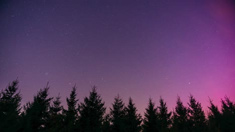 stargazing timelapse of glittering stars and mild aurora borealis appearing above fir tree forest silhouettes. looking up into starry night sky over pine forest treetops.