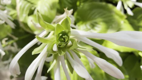 Preciosa-Flor-De-Pétalos-Blancos-Con-Otras-Plantas-En-Un-Día-Soleado-Y-Ventoso