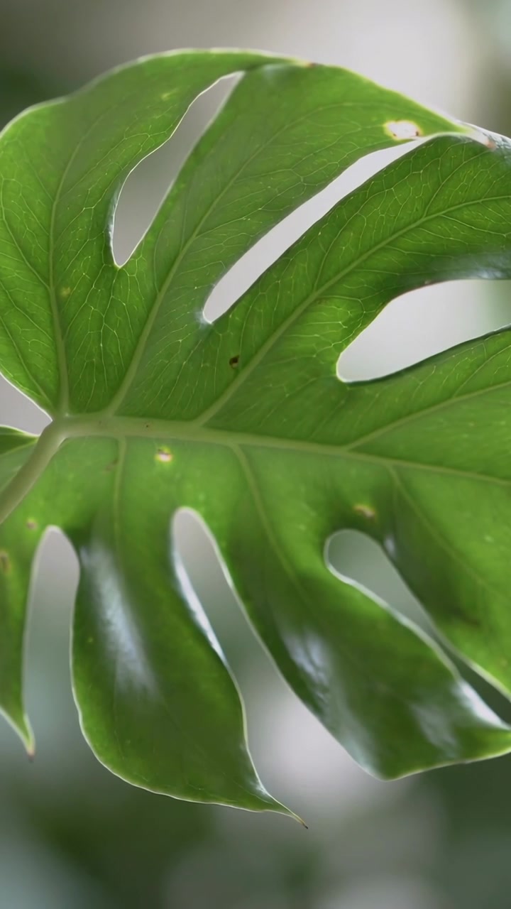 Video verticale: Foglia di Monstera che si muove delicatamente mostrando fenestrature e venature vicino a una finestra, luce che cambia.
