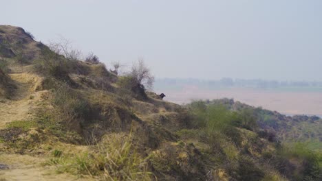 Búfalos-Pastando-En-El-Valle-Del-Río-Chambal-Con-Paisaje-De-Páramo-Semiárido-En-Beehad-De-Morena-Dholpur-De-Madhya-Pradesh,-Rajastán-De-La-India