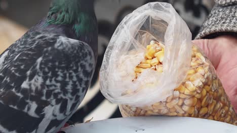 alimentando a una paloma con maíz