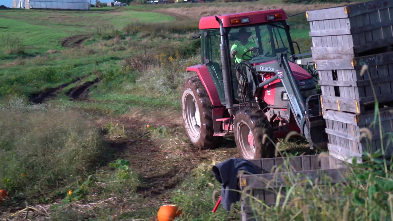 호박을 싣기 위해 들판으로 통을 가져오는 농부