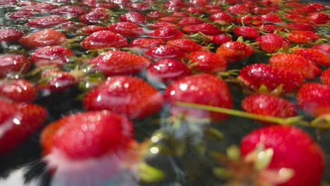Erleben-Sie-Die-Einfachheit-Des-Bauernlebens-Mit-Diesen-Aufnahmen-Von-Bio-Erdbeeren,-Die-In-Brunnenwasser-Gereinigt-Werden