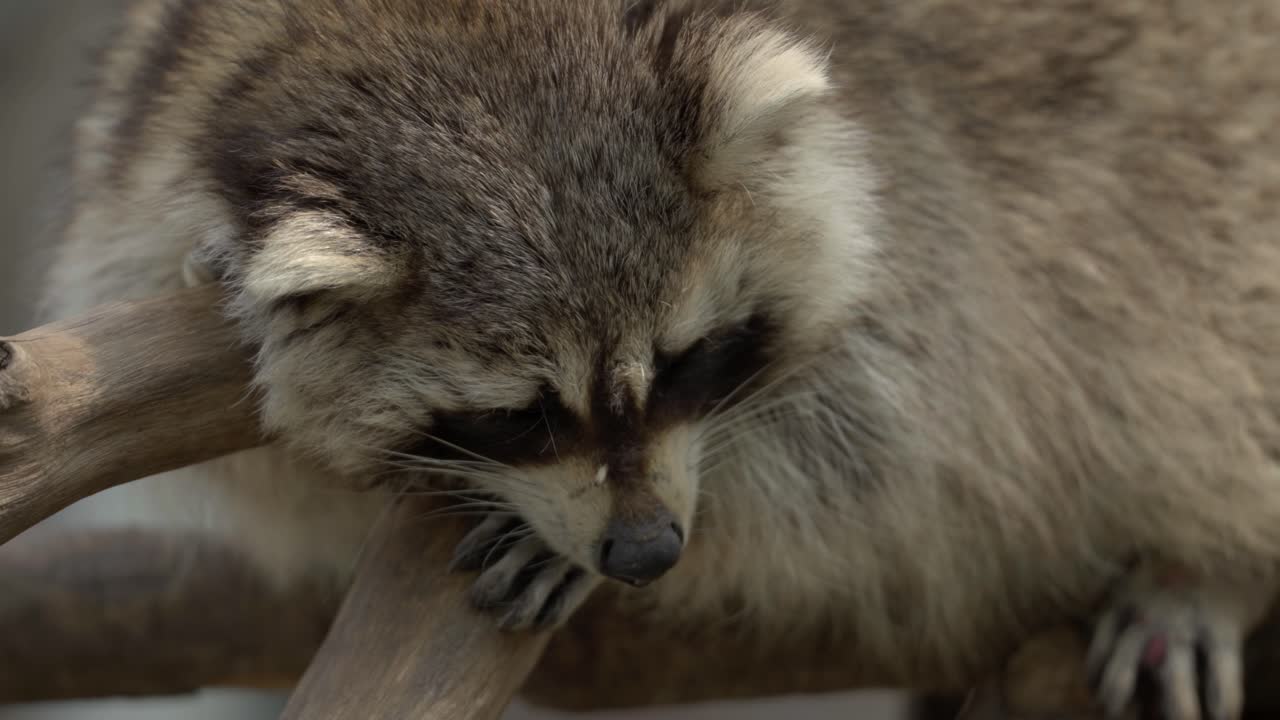 A Trash Panda sleeping on a tree branch