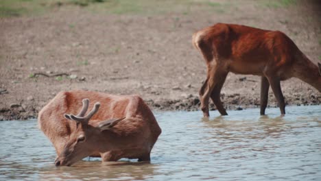 Venado-Rojo-De-Cola-Corta-Sediento-Bebiendo-Agua-En-Un-Arroyo-De-Agua