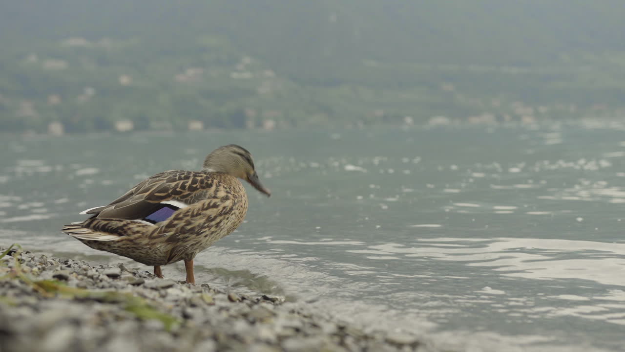 이태리 의 호수 에서 물 을 마시는 오리