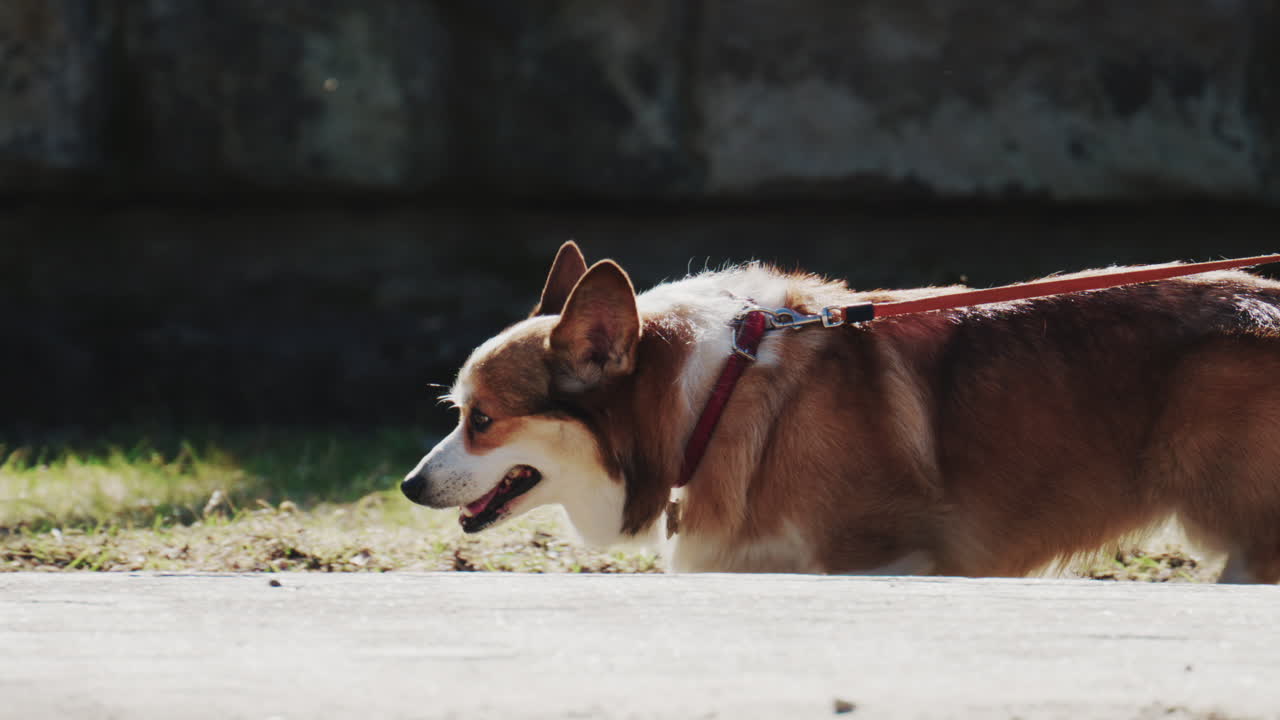 Corgi dog on a leash sniffing the ground outdoors in a park