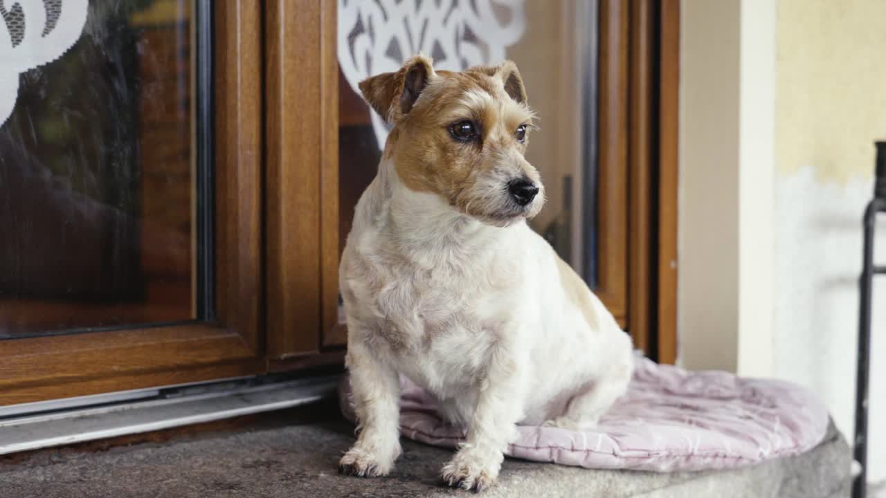 jack russell terrier se sienta en una manta cerca de la entrada de la casa y busca intrusos