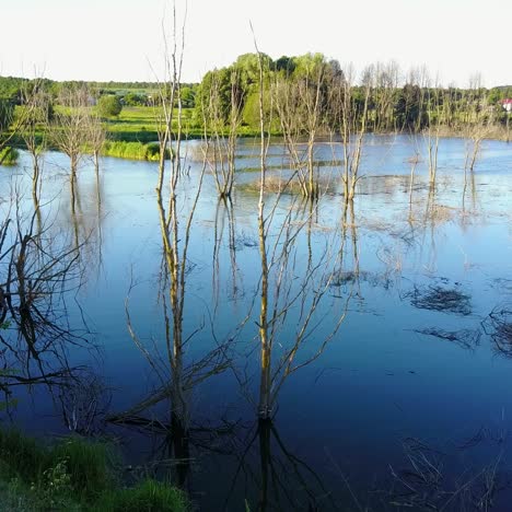 wild nature. dead trees on the river. aerial landscape with dead trees in water flood