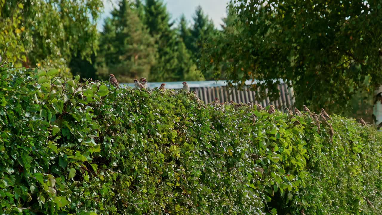 A large flock of common sparrows perches on lush green hedge in the Latvian countryside, captured in a beautiful slow-motion shot on a sunny summer day