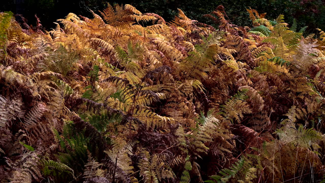 Orange, yellow, gold and green autumn colours of Common Fern plants sway in the wind in woodland, Warwickshire, England