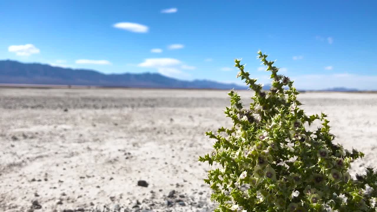 Timelapse of bush in desert with clouds and mountains in the background