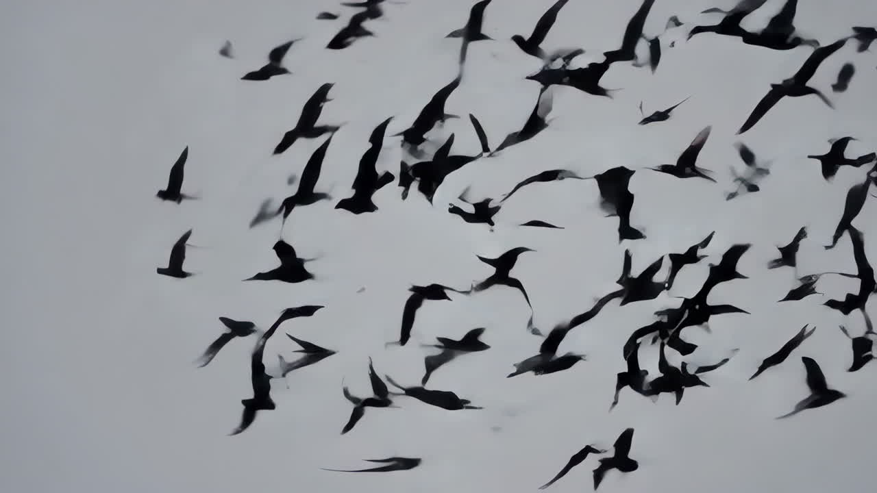 Flock of Birds in Flight