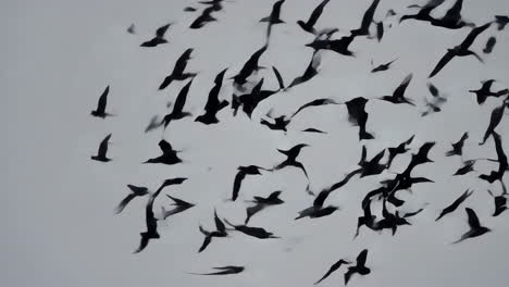 flock of birds in flight