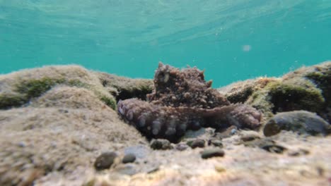 octopus hiding in shallow water