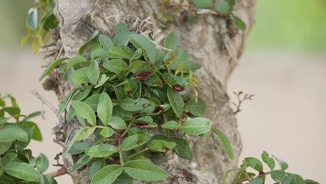 Red-blood-dripping-on-leaves-on-a-wooden-tree,-slow-motion-close-up