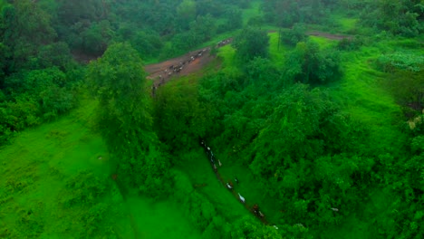 goat going home behind there master in jungal drone bird eye view