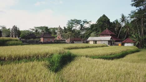 Fly-over-rice-terraces