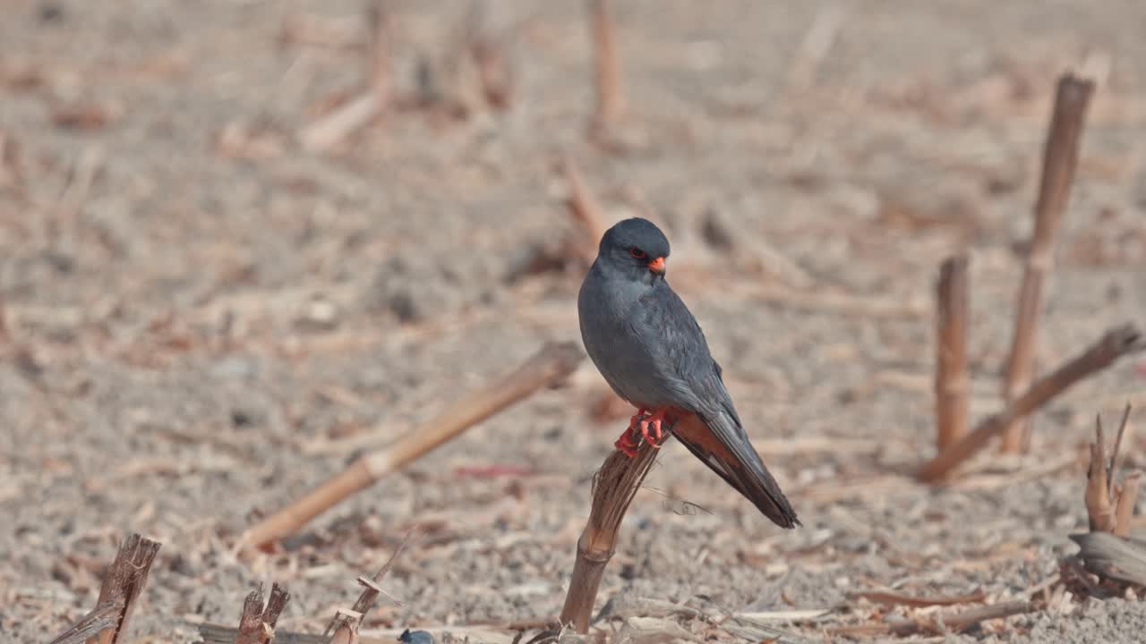 A red-footed falcon perched on a branch in a field, looking around in search of prey