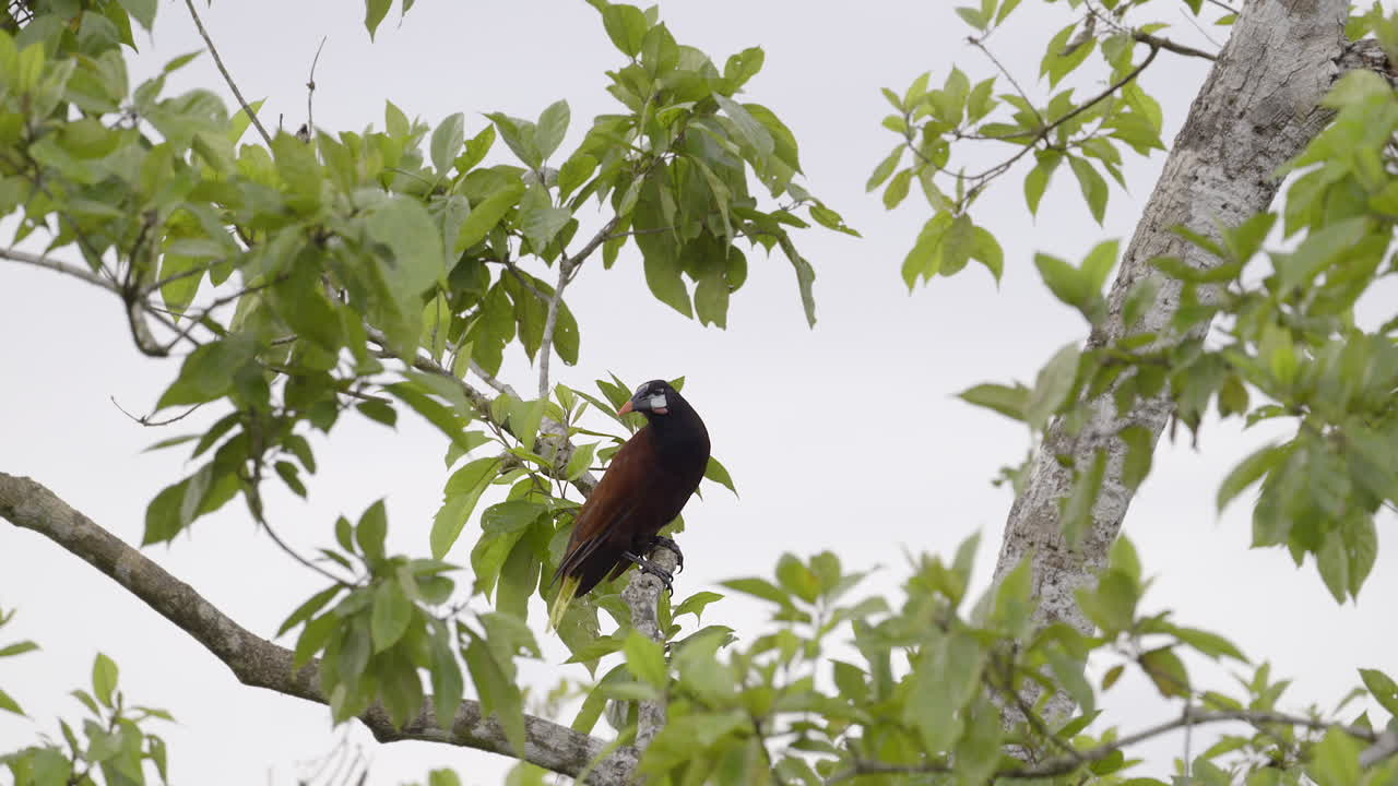montezuma oropendola posado en el tronco del árbol, saltando a otra rama, mientras llueve