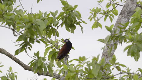 Montezuma-Oropendola-perched-on-treestump,-jumping-to-other-branch,-while-raining