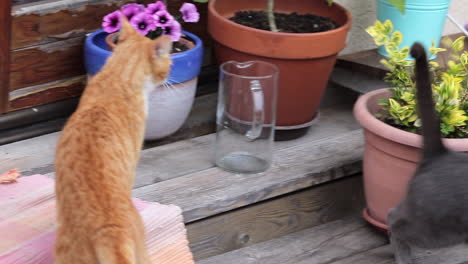 slow motion – a ginger and grey cat fighting, one gets scared and escapes