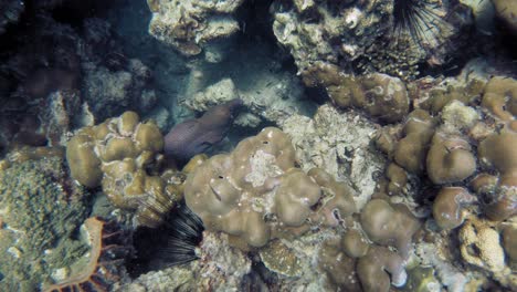 underwater shot of giant moray hiding amongs corals at andaman sea