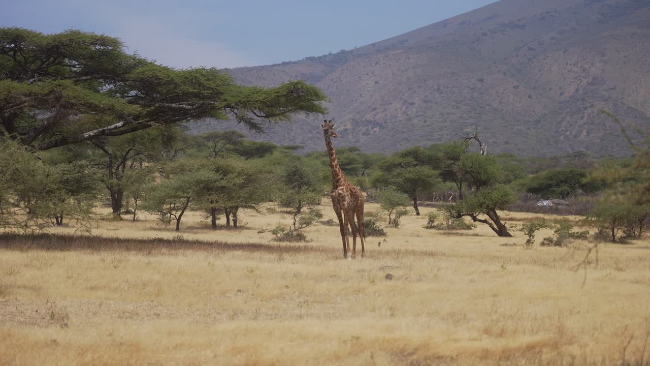 jirafa sola aislada en medio del hermoso paisaje de sabana