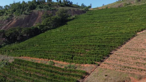 Plantación-De-Café-En-El-Interior-De-Espírito-Santo,-ES,-Brasil