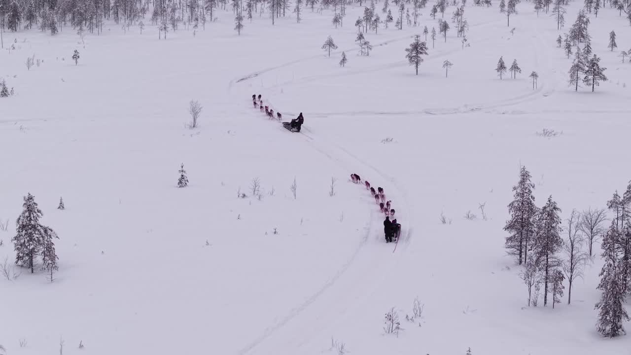 Vista aerea di team di husky che trainano slitte lungo sentieri innevati, Lapponia