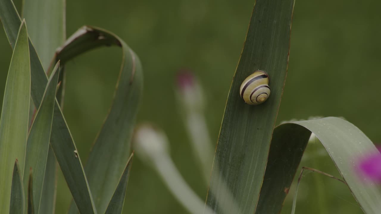 un caracol que yacía quieto en una hoja moviéndose en el viento, cierra la toma estática