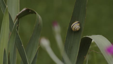 Eine-Schnecke,-Die-Still-In-Einem-Blatt-Liegt,-Das-Sich-Im-Wind-Bewegt,-Nahaufnahme,-Statische-Aufnahme