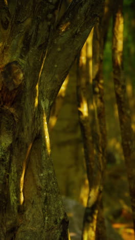 cerca de la corteza y los troncos de los árboles en un bosque