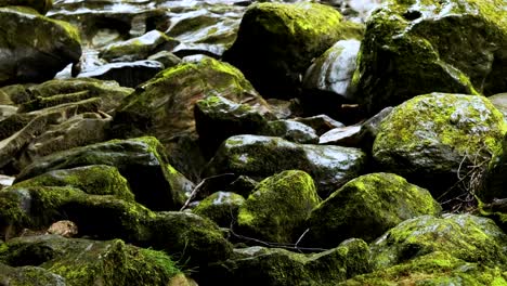 lush moss-covered rocks beside a gentle stream