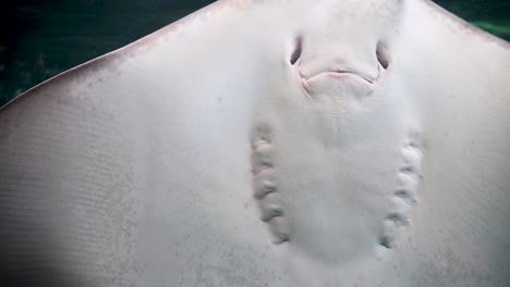 Closeup-of-stingray-mouth-and-gills-movement