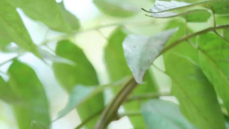 Spotted-Lanternfly-on-tree-branches