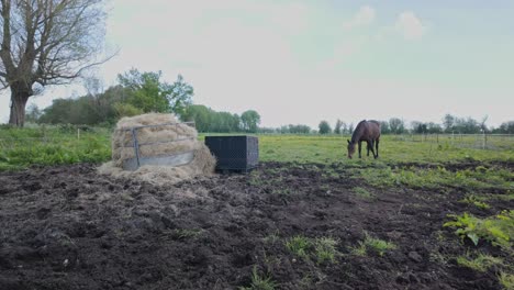 Caballo-Pasta-En-Campo-Fangoso-Abierto-Recinto-Con-Pajar