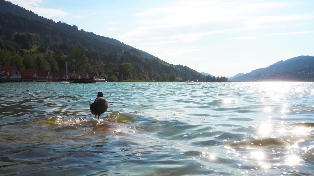 일몰과 푸른 시간에 알프스 산맥의 큰 광경, 전경에는 스스로를 청소하는 바위에 있는 작은 검은 새가 있습니다.